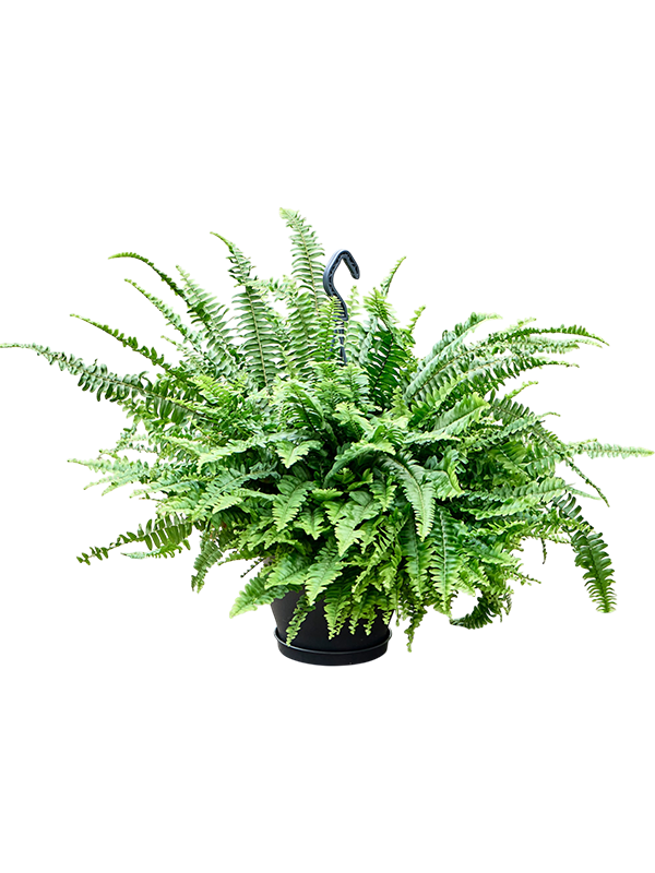 Nephrolepis exaltata 'Green Lady'