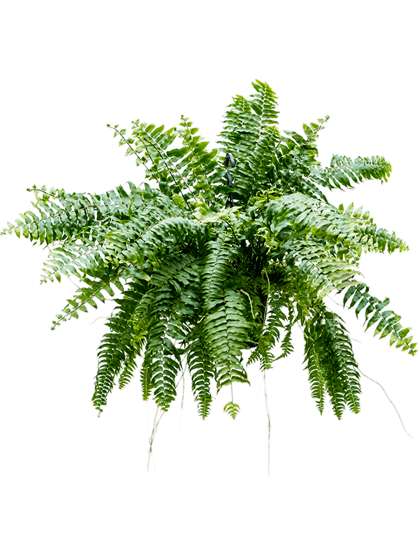 Nephrolepis biserrata 'Macho'