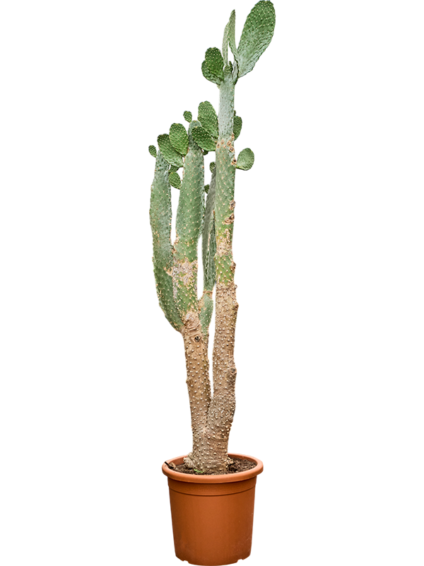 Opuntia consolea