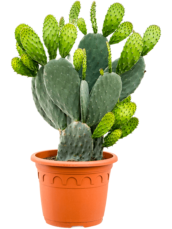 Opuntia indica