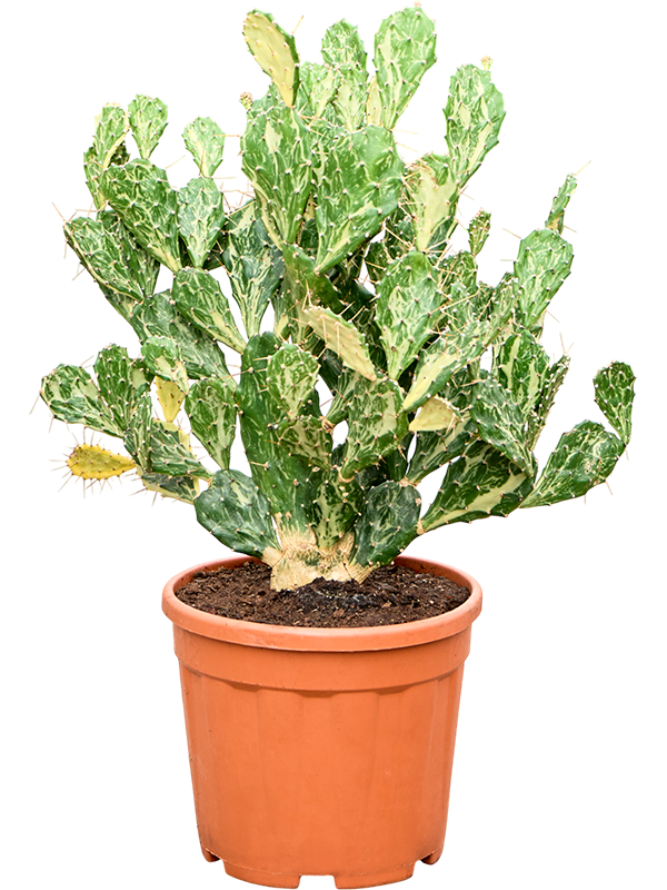 Opuntia jamaicensis 'Ghost'