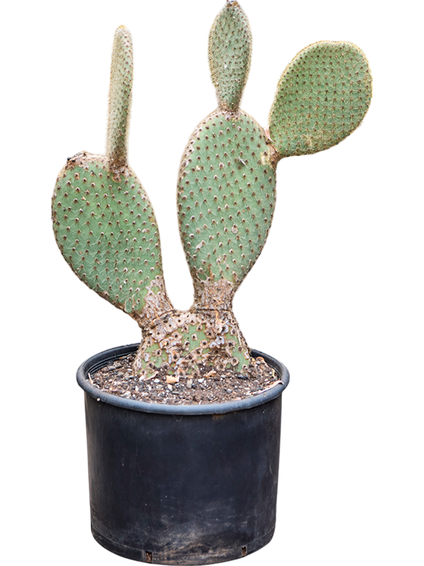 Opuntia pailana