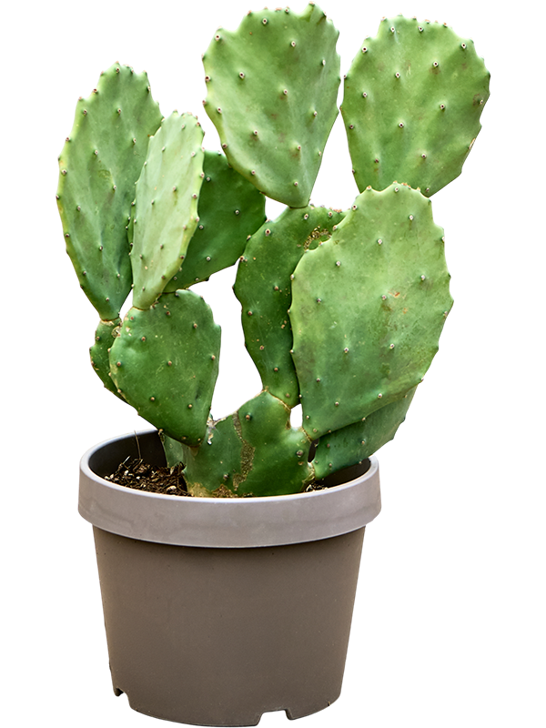 Opuntia vulgaris