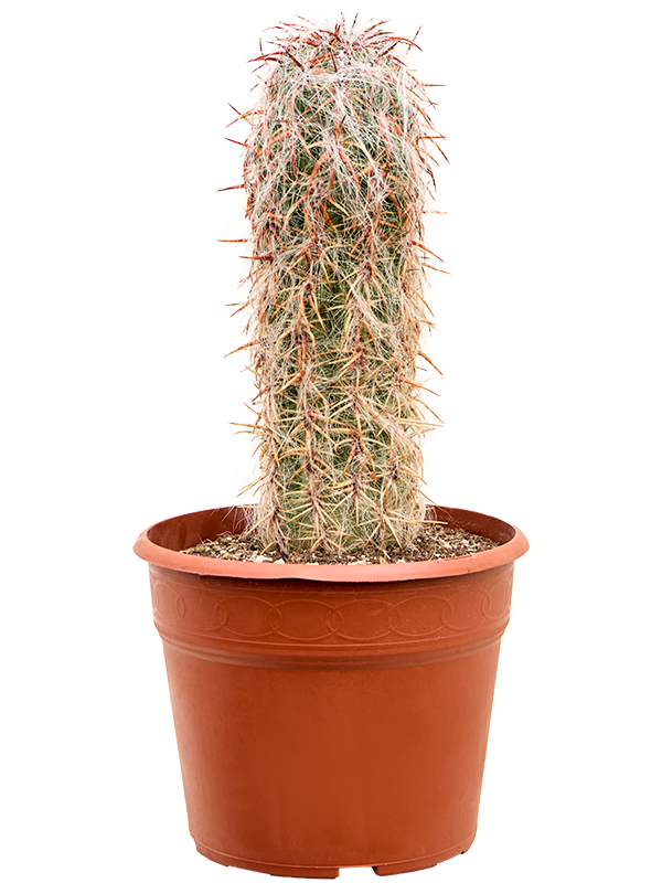 Oreocereus celsianus