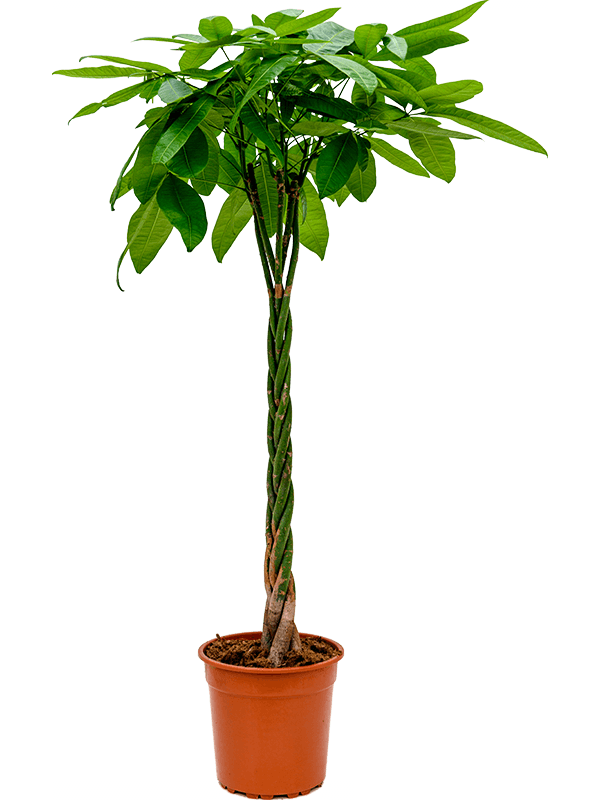 Pachira aquatica