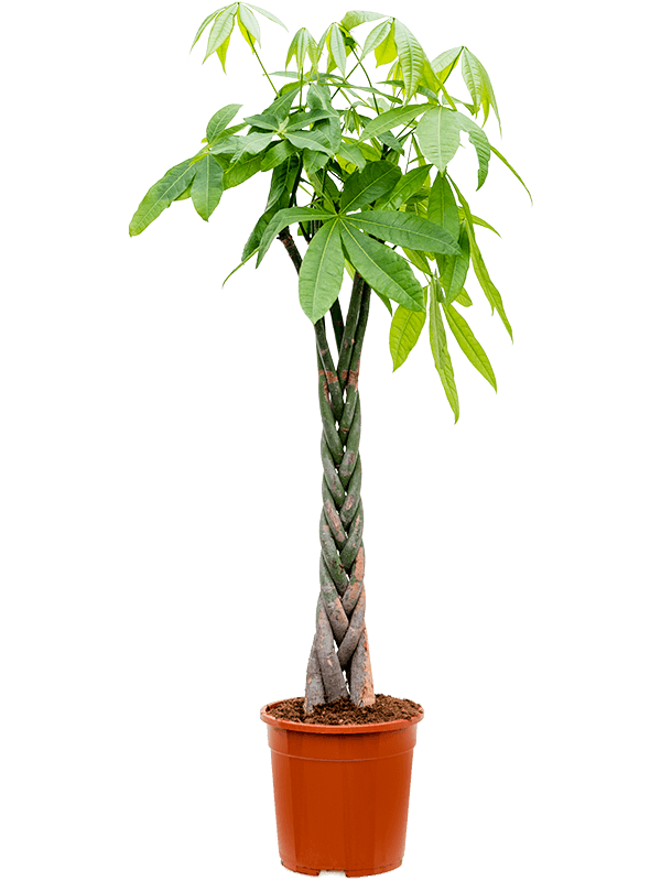 Pachira aquatica