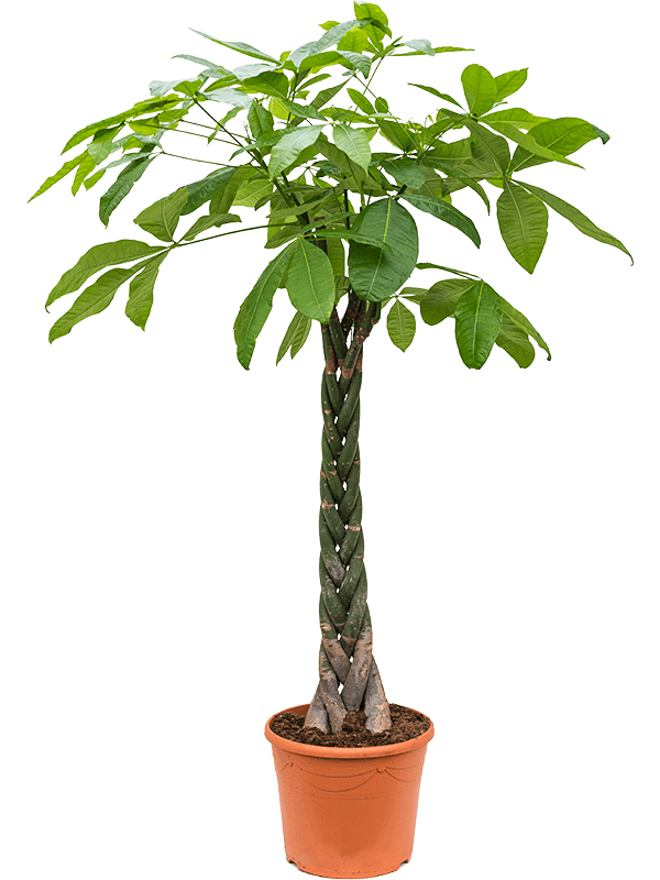 Pachira aquatica