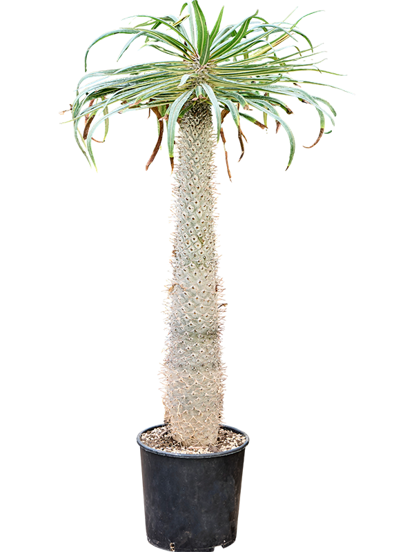 Pachypodium geayi
