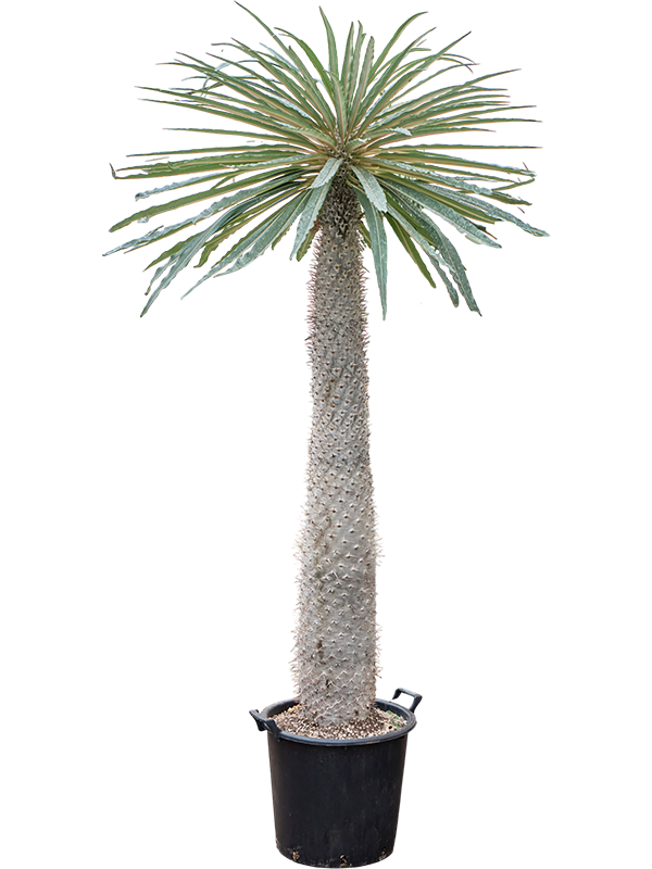 Pachypodium geayi