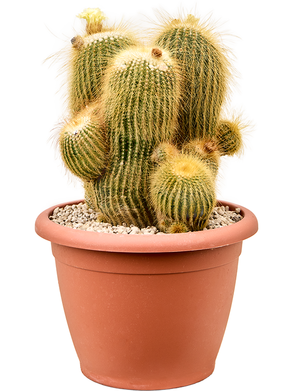 Parodia leninghausii