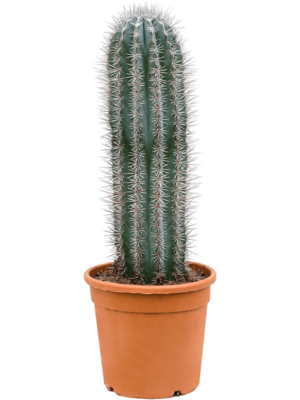 Pachycereus pringlei