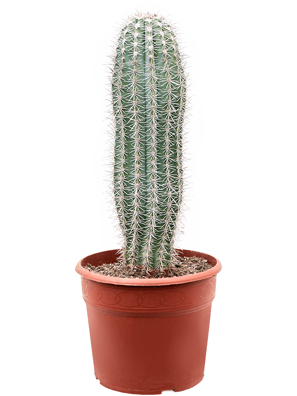 Pachycereus pringlei
