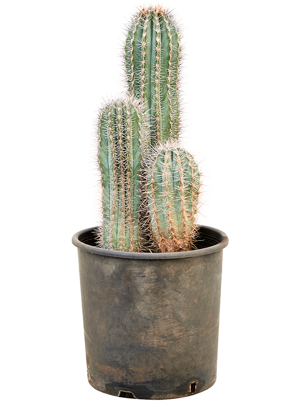 Pachycereus pringlei