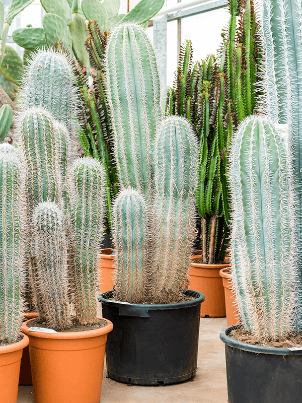 Pachycereus pringlei (120-140)