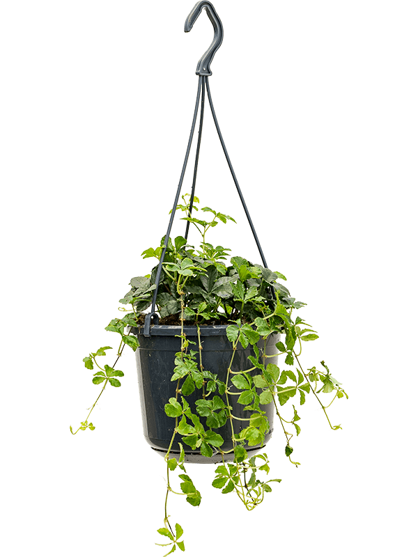 Parthenocissus striata