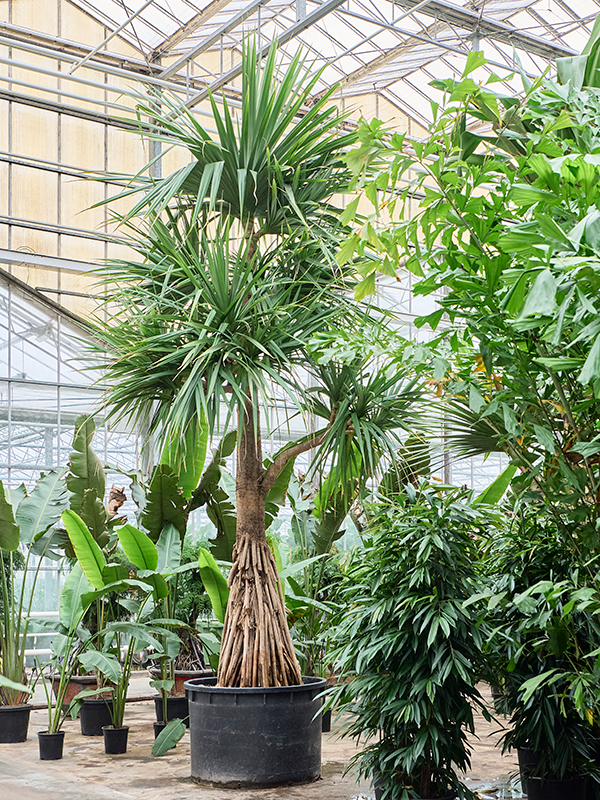 Pandanus utilis