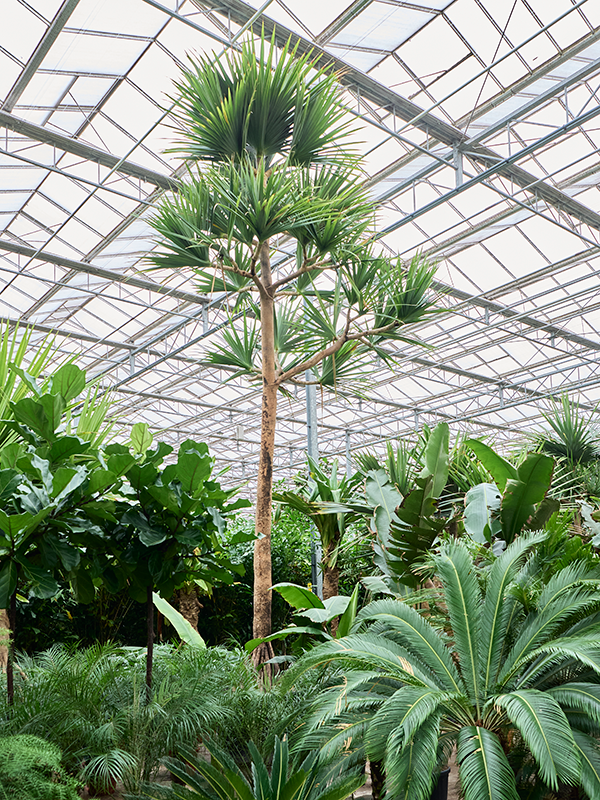 Pandanus utilis