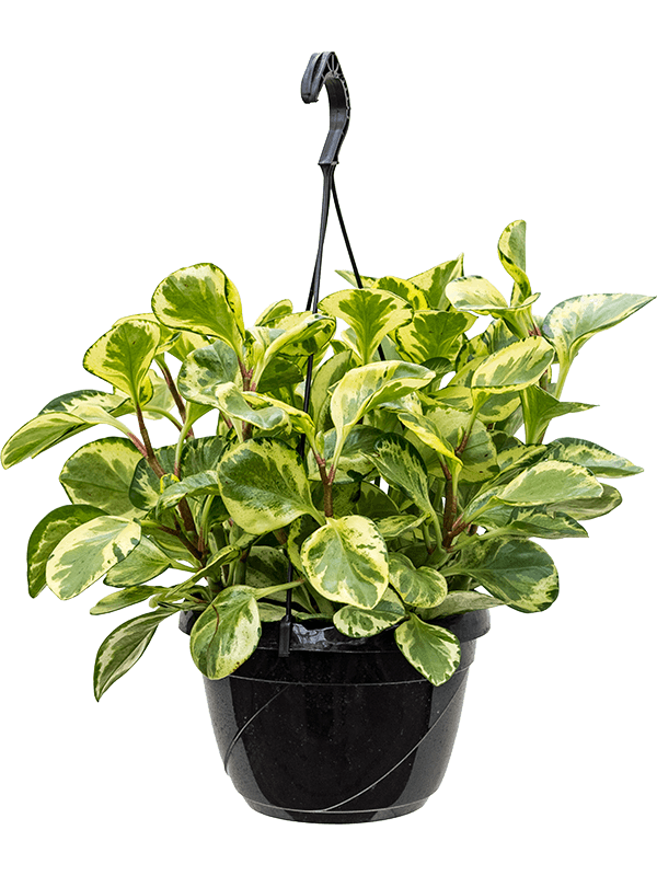 Peperomia obtusifolia 'Golden Gate'