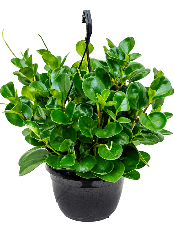 Peperomia obtusifolia 'Green'