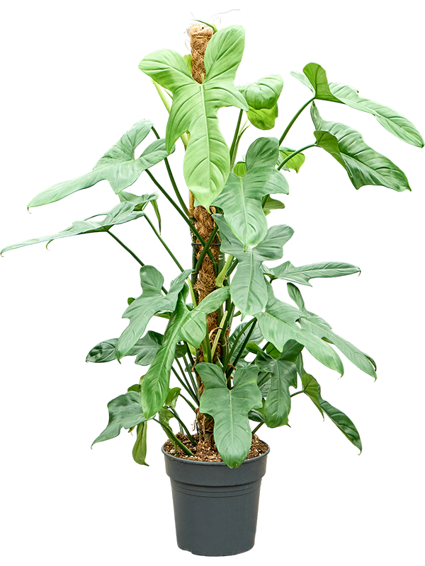 Philodendron bipennifolium 'Silver Violin'