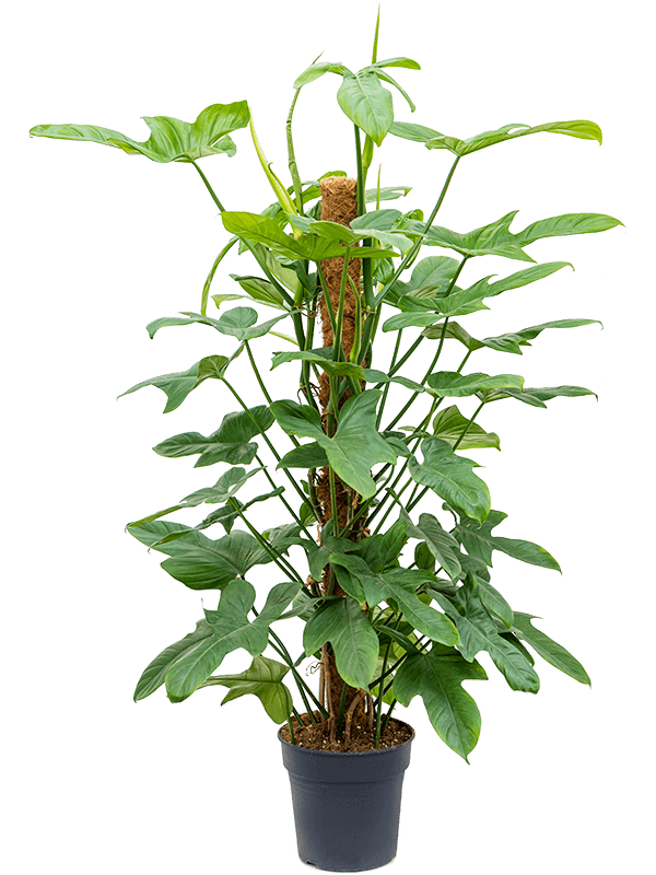 Philodendron bipennifolium 'Silver Violin'