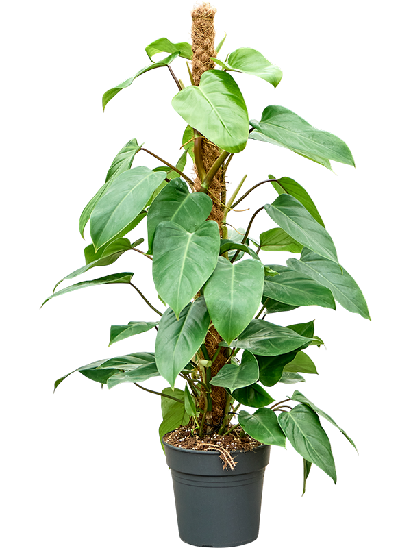 Philodendron ‘Emerald Queen’