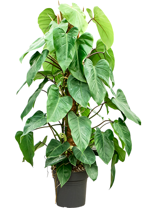 Philodendron ‘Emerald Queen’