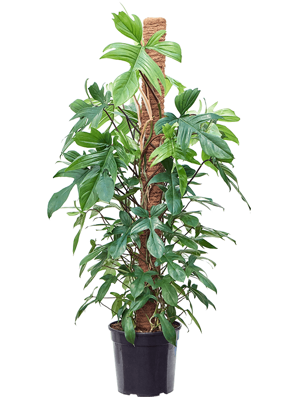 Philodendron 'Florida Beauty'