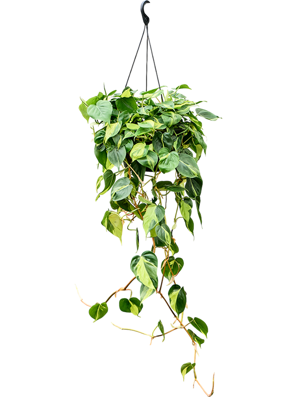 Philodendron scandens 'Brasil'