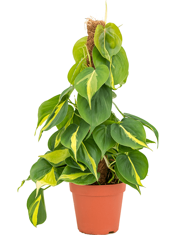 Philodendron scandens 'Brasil'