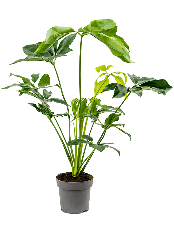 Philodendron 'Green Wonder'