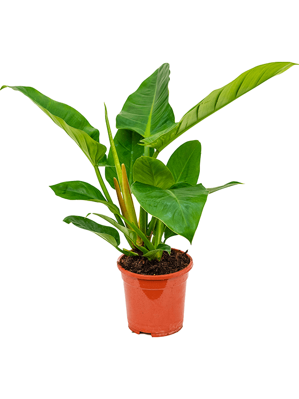 Philodendron 'Imperial Green'