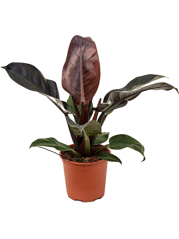 Philodendron 'Imperial Red'