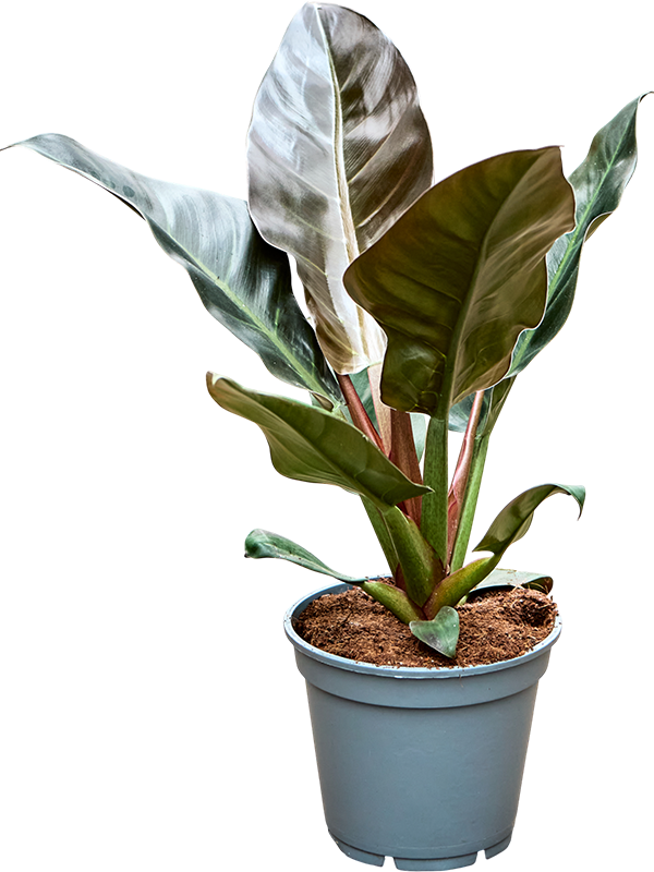 Philodendron 'Imperial Red'