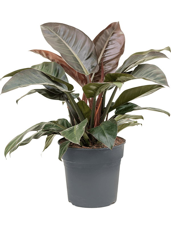 Philodendron 'Imperial Red'
