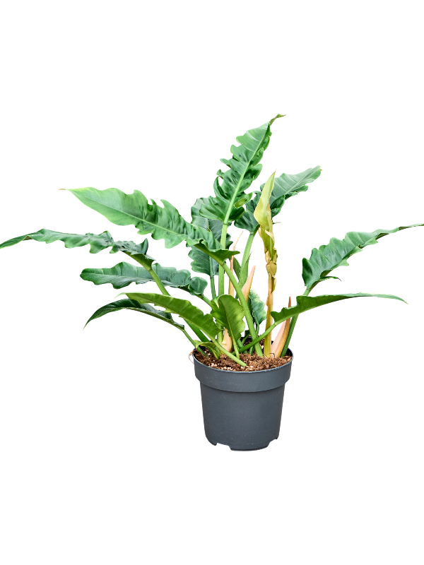 Philodendron 'Narrow'