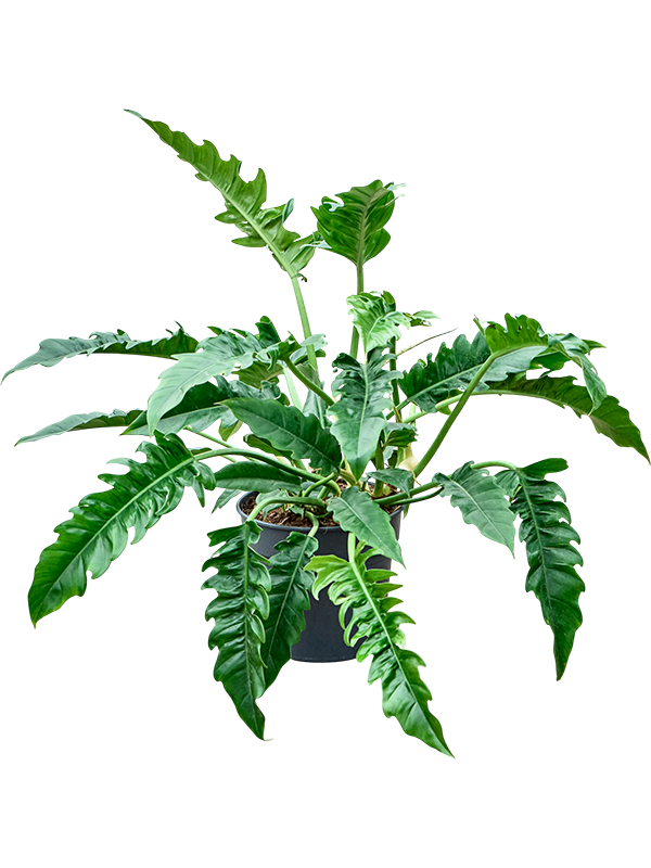 Philodendron 'Narrow'
