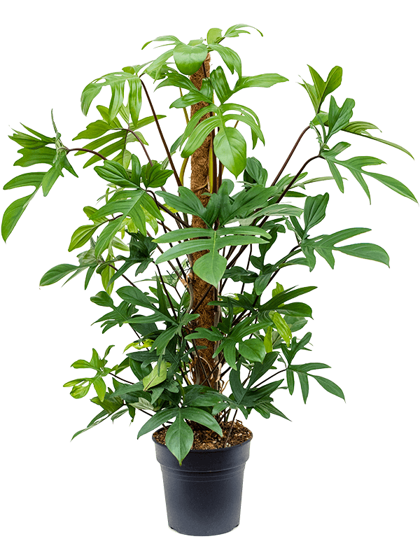 Philodendron pedatum
