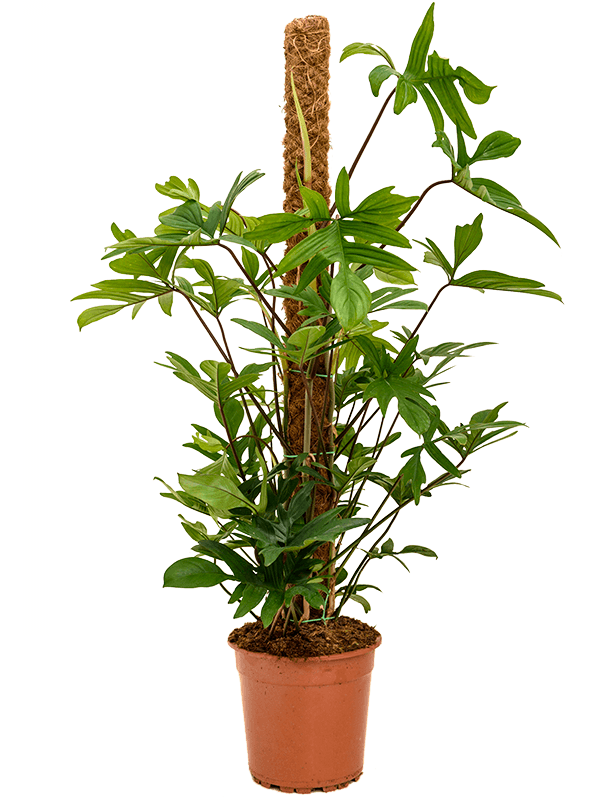 Philodendron pedatum