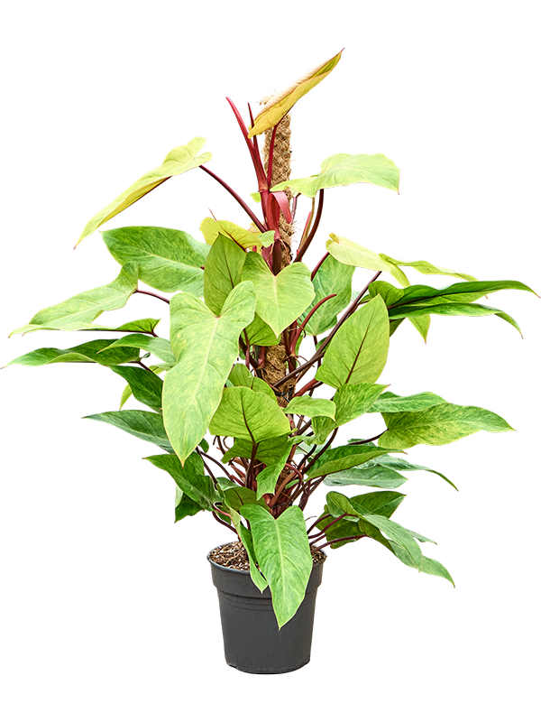 Philodendron 'Painted Lady'