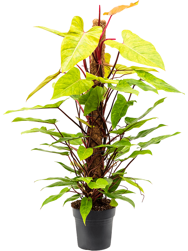 Philodendron 'Painted Lady'