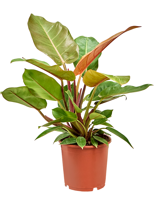 Philodendron 'Prince of Orange'