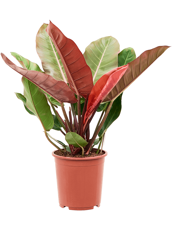 Philodendron 'Prince of Orange'