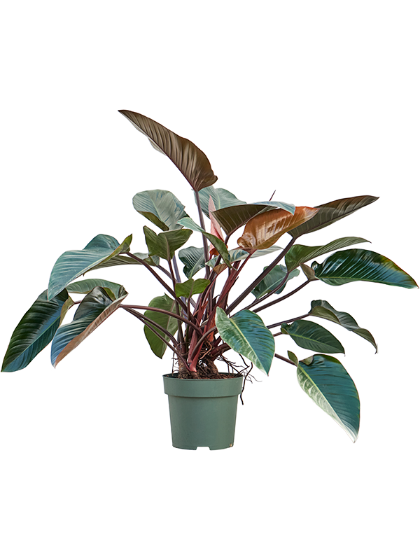 Philodendron 'Red Beauty'