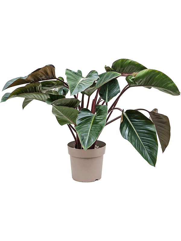Philodendron 'Red Beauty'