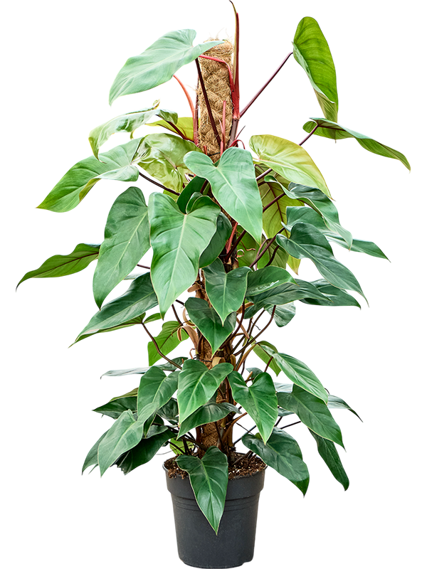 Philodendron 'Red Emerald'