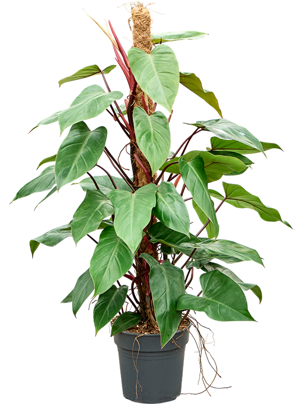 Philodendron 'Red Emerald'
