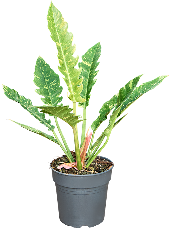 Philodendron 'Ring of Fire'