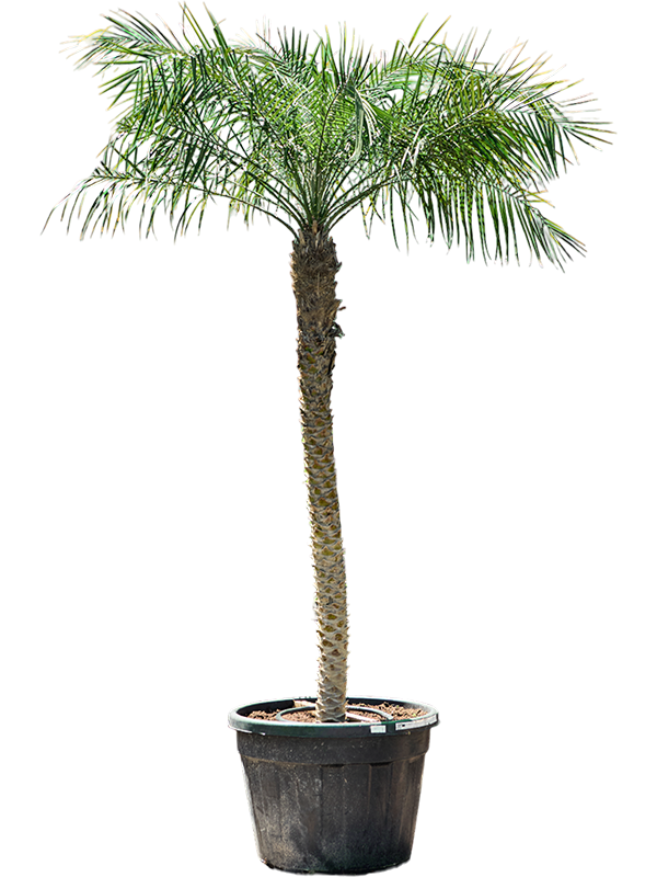 Phoenix roebelenii