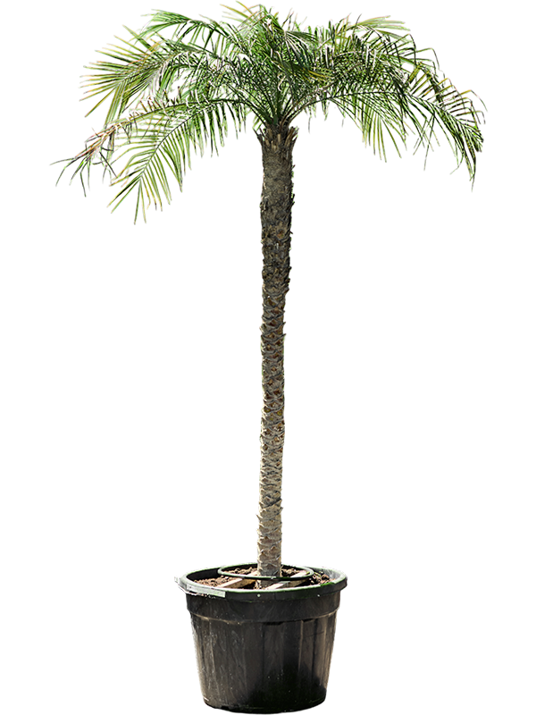 Phoenix roebelenii